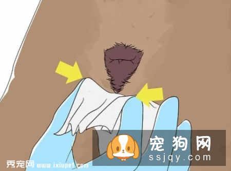 如何帮助狗狗疏通肛门腺？