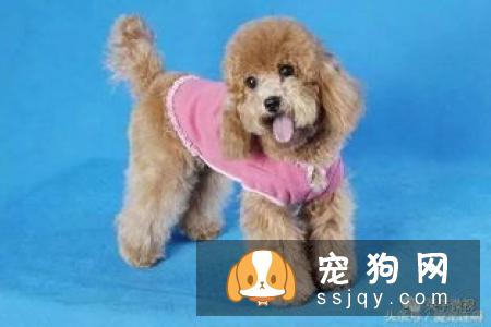 金毛和拉布拉多哪种适合家养？