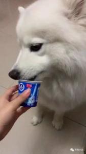 如何顺利给狗狗喂药_宠物频道