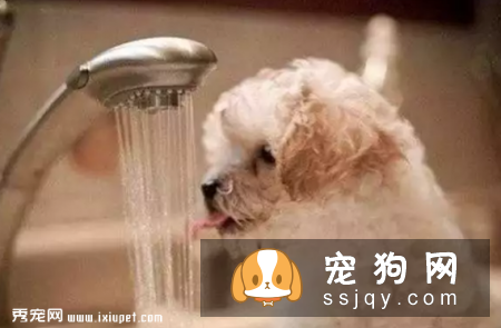 养狗狗的这些坏习惯可能致命，请注意！