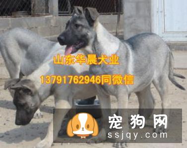 德国短毛指示猎犬多少钱一只,好养吗_图片|价格|训练