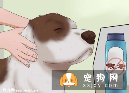 狗狗身上的跳蚤应该如何祛除