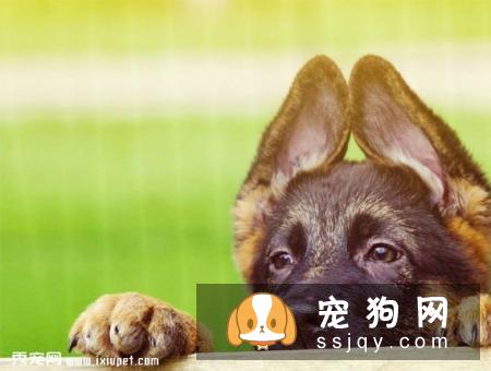 如何把你的狗狗训练成搜索犬