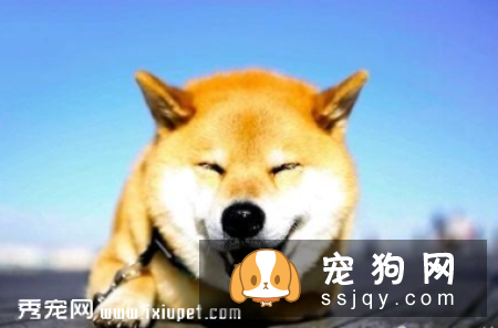教你读懂狗狗的耳朵和眼睛的语言