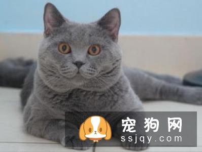 狗狗吞食毒物后如何催吐急救？