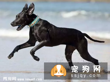 遛狗必须知道的狗狗召回技巧