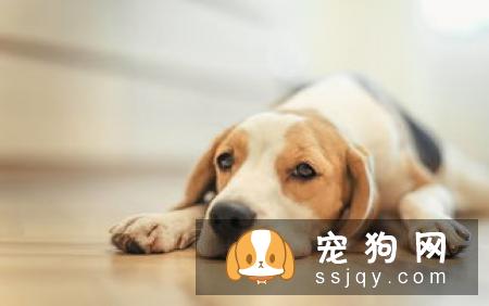 冬天狗狗需要做好这几步，预防犬窝咳！