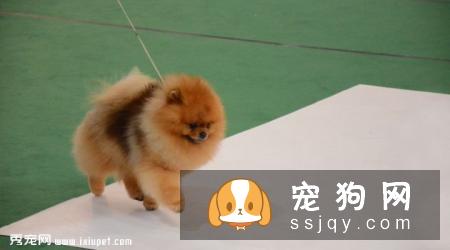 博美犬不能吃什么,博美犬可以吃什么,怎么喂？