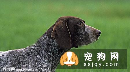 德国短毛指示猎犬多少钱一只,好养吗_图片|价格|训练