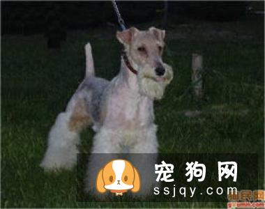 刚毛猎狐梗好养吗_如何训练|图片