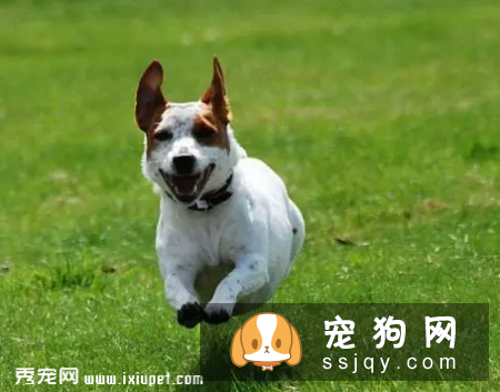 遛狗必须知道的狗狗召回技巧