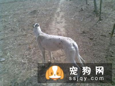 狗狗的嗅觉有多灵敏 狗狗的嗅觉是人的多少倍?