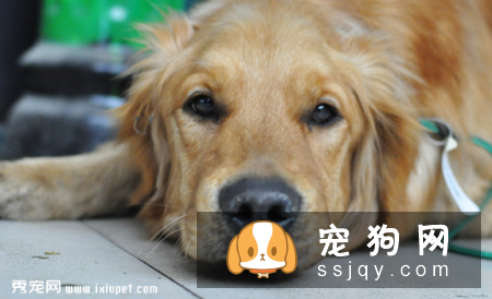 犬瘟热潜伏期症状_犬瘟热潜伏期多久