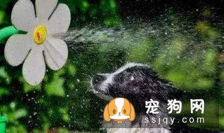 狗狗为什么刚洗好澡又有臭味了呢?