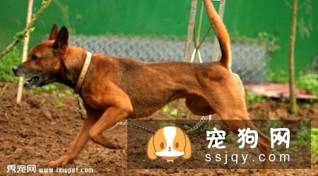 台湾犬好养吗,多少钱一只？台湾犬图片|价格|训练