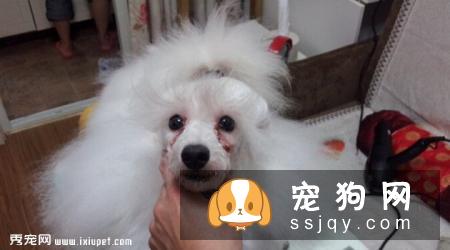 消除狗狗泪痕的方法?狗狗流泪的原因