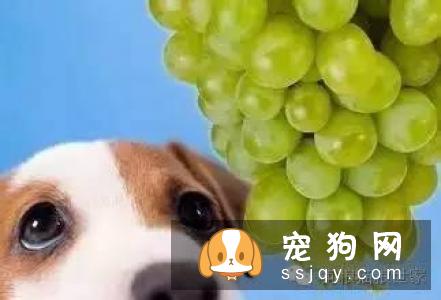 小小的葡萄、大大的伤害，千万不能给狗狗吃！