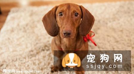 腊肠犬饲养要点有哪些？