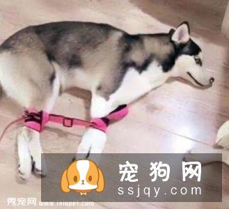 惩罚狗狗时，哪些该做哪些不该做？