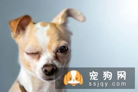 在养狗之前先了解这些，让狗狗成为训练有素的好狗