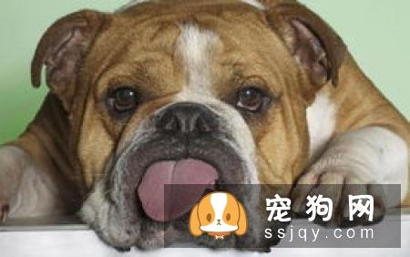 【健康小知识】如果应对金毛犬的呕吐拉稀?