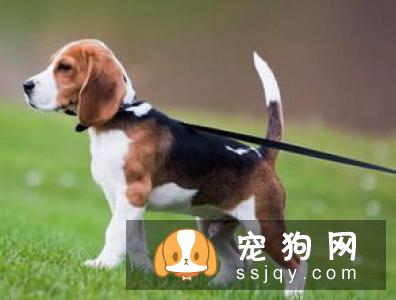 夏季狗狗打架不幸咬伤怎么处理？
