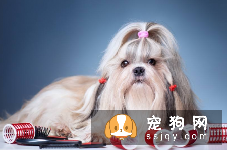 哪种宠物狗干净好养 第一名竟是它?
