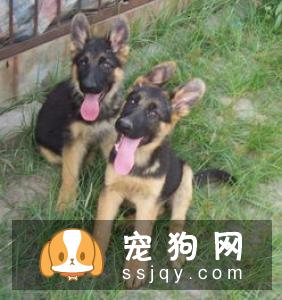 德国牧羊犬拉血的原因及治疗方法