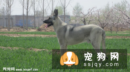 狼青犬价格贵吗,训练方法|图片