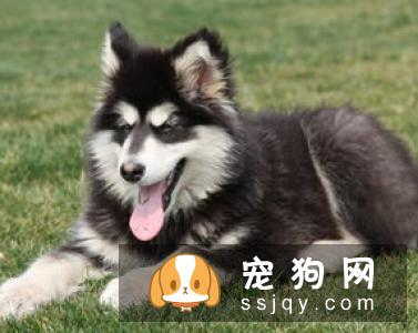 苏格兰梗的智商高吗_饲养的注意事项有哪些？