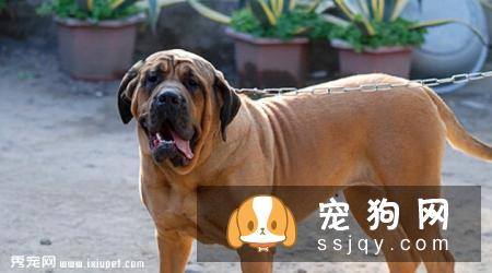 马士提夫犬多少钱一只，好不好训练？