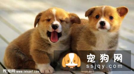 哈多利系博美犬多少钱,价格怎样,不懂挑选怎么破?