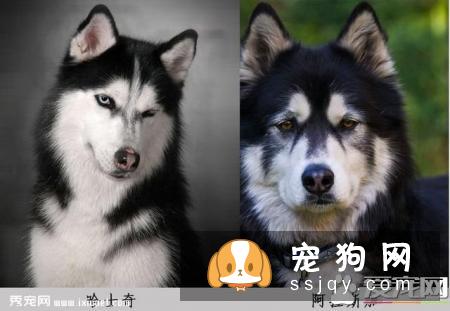 六个方法轻松辨别哈士奇与阿拉斯加