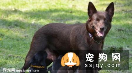 猎狐犬多少钱,好养吗?猎狐犬图片|价格|训练