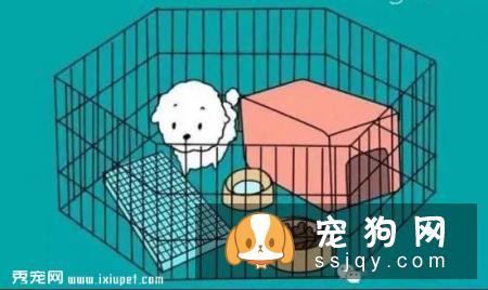狗狗不会定点排便？那你应该这么训练