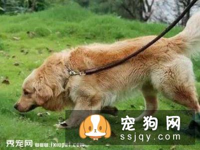 狗狗的嗅觉有多灵敏 狗狗的嗅觉是人的多少倍?