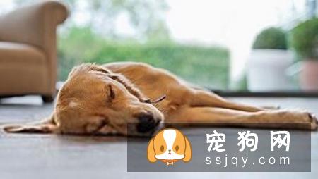 狗狗抑郁的表现，快来看看你家狗狗有没有