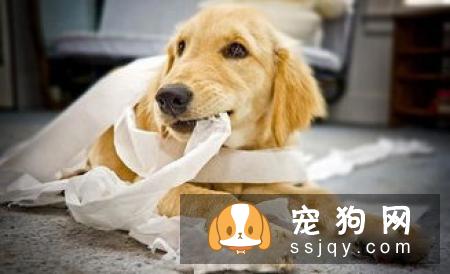 狗狗异食癖是什么原因导致的，应该如何防治？