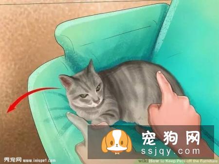如何让宠物不祸害家具？