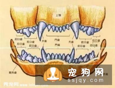 常识帖！宠物口腔知识