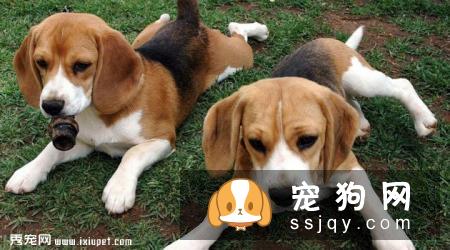 米格鲁猎兔犬智商排名_性格怎么样_名字的由来|图片