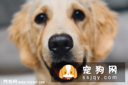 狗鼻子的湿与干 能证明狗狗的健康与否吗？