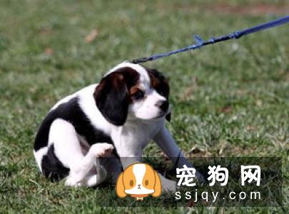 遛狗必须知道的狗狗召回技巧