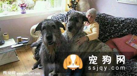 爱尔兰猎狼犬图片_爱尔兰猎狼犬多少钱