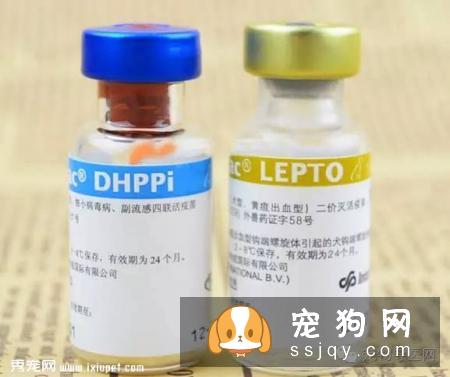钩端螺旋体是一种人畜共患传染病