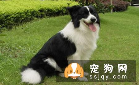 狗狗喜欢乱叫是怎么回事? 如何训练狗不乱叫?