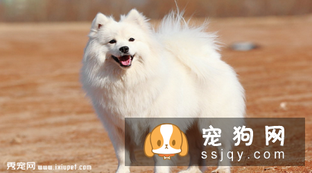 银狐犬和萨摩耶的区别有哪些？