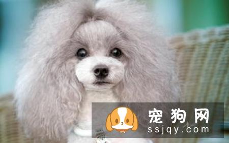贵宾犬便秘，怎么解决狗便秘