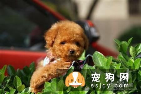 如何帮助狗狗疏通肛门腺？