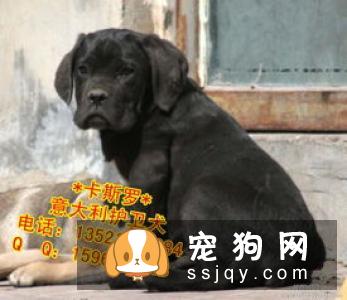 波音达猎犬怎么样_价格_图片